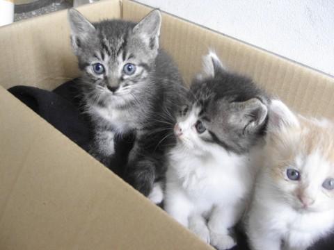 黒のトラ猫ちゃんは体全体が黒いト