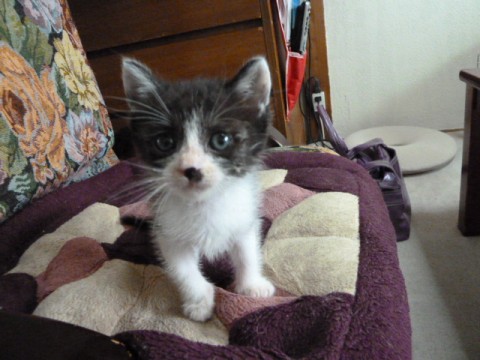 毛色は白色に黒色のぶち模様で、顔