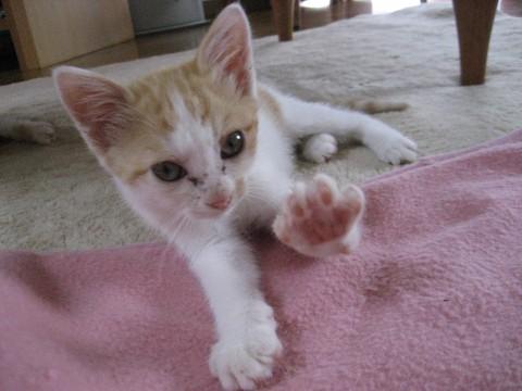 元気で人懐っこいかわいい子です。