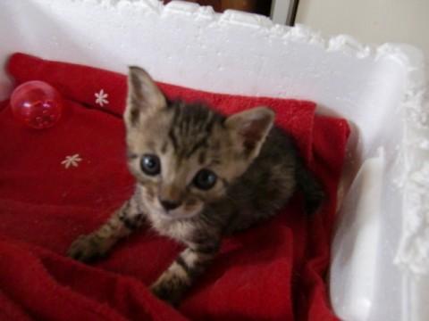 キジトラ柄で、しっぽは短くて比較