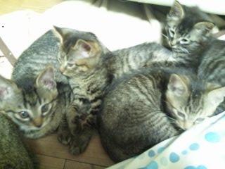 ４匹ともトラ柄です。

《ピ
