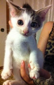 大阪府 大きい耳と 大きい瞳が可愛い猫ち 猫の里親募集 ネコジルシ