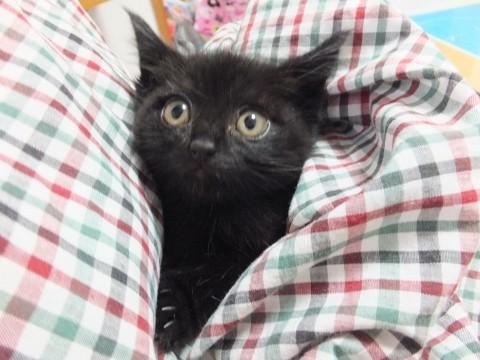 黒猫。しっぽは長くて真っ直ぐ。