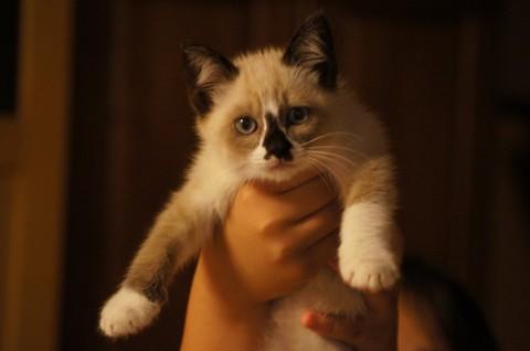 ほぼ生後２ヶ月、仔猫らしく可愛く