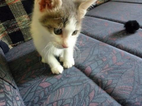 白灰色です
トイレはちゃんとで
