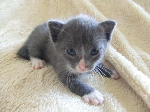 兄弟の中では体が大きい方です。