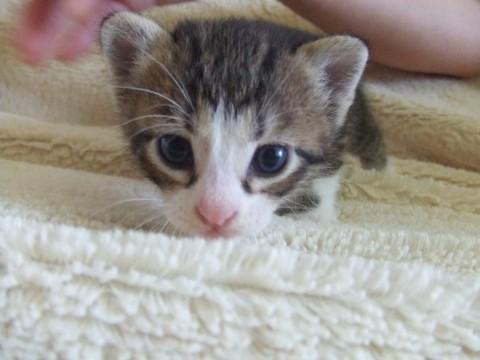 兄弟の中では女の子なので小さめで