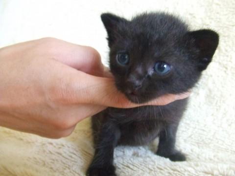 兄弟の中で大きめの子です。
し