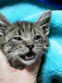 人懐こく可愛い、きじトラの女の子