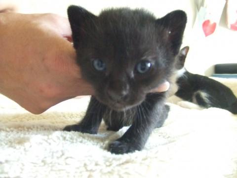 しっぽ短め・黒猫の女の子です♪