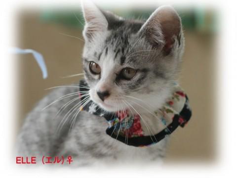 ●名前は　ELLE（エル）♀
