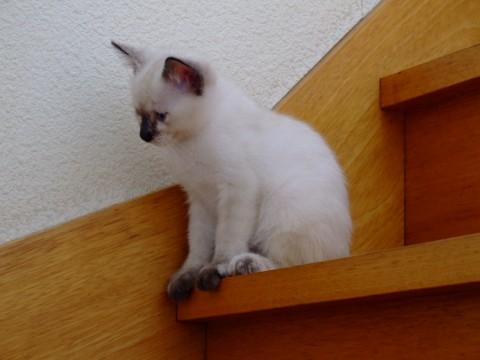 女の子なので人懐っこいです(~o