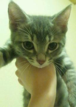 ロシアンブルーとアメショのミック