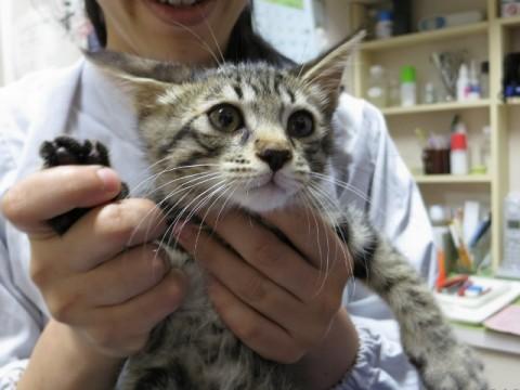 ノラ出身とは思えない性格のよい子