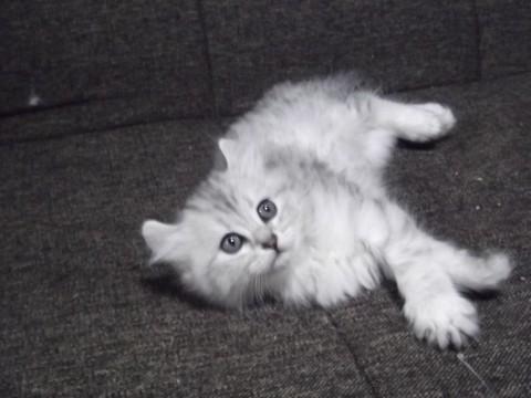 母猫・チンチラゴールド、父猫・ア