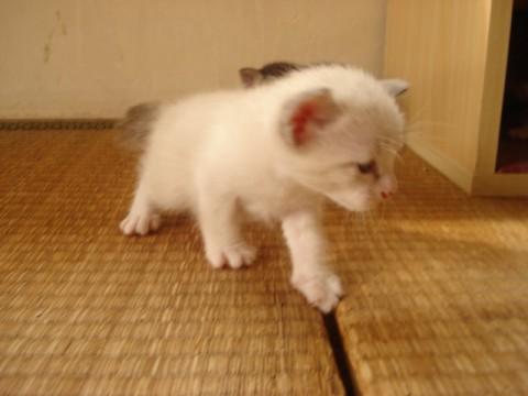 やんちゃです。