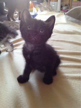 真っ黒な黒猫の女の子です。
し