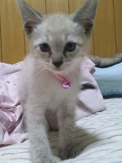 良く遊ぶ元気な子です。
シャム