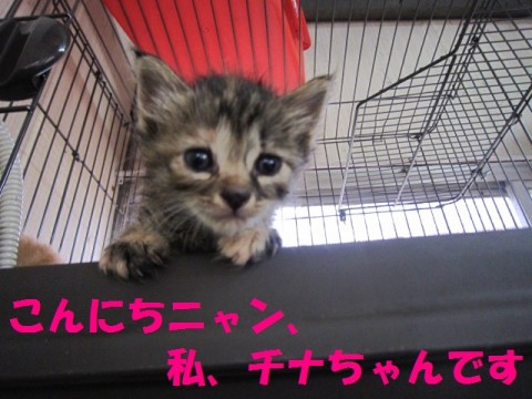 仮称「ちなちゃん」

フワフ