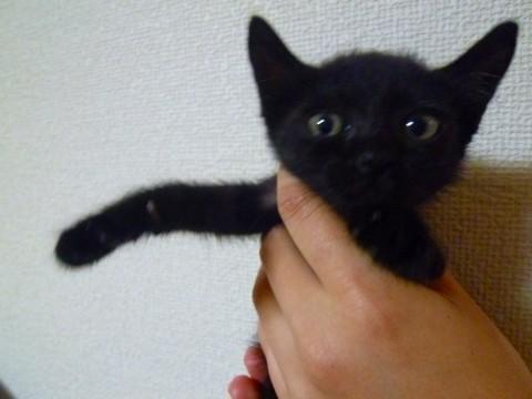 ぱっと見は黒猫ですが，うっすらと