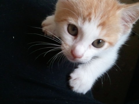 おでこにM
尻尾と背中はトラ。