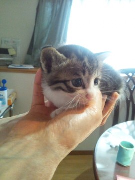 キジトラです。
お目々が大きく