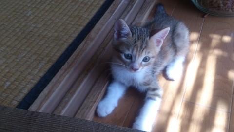 母猫の小さいころにそっくりな子で