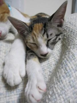 きじとらと茶とらと白のパッチワー