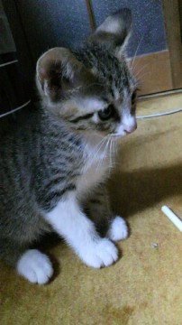 尻尾は短めのカギ尻尾です。
あ