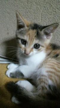 三毛猫ですが、茶色い部分はちょっ