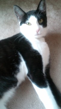 白黒日本猫。
人懐こく甘えん坊