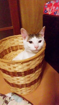 散切り前髪があるような
とても