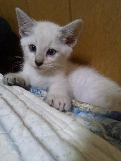 元気で良く遊びます。
人慣れし