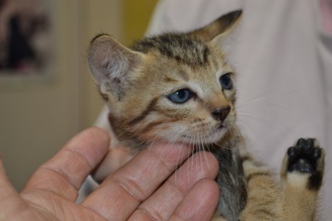 ノラ出身とは思えない性格のよい子