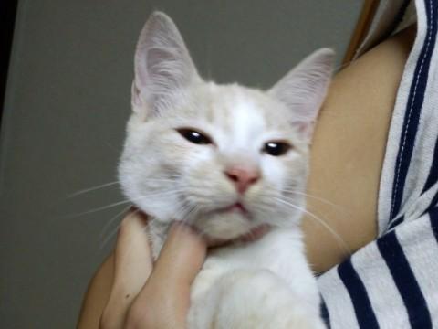 毛色☆薄ベージュ。所々に茶系の斑