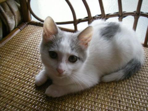 白にグレーの模様です。尻尾は真直