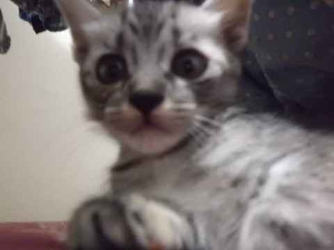 黒のトラ猫です！
ほかの子猫た