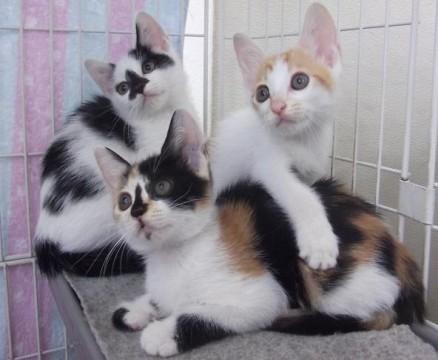 ◇三毛♀…唯一の女の子です。
