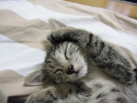 薄めのきじとら
大変人なれして