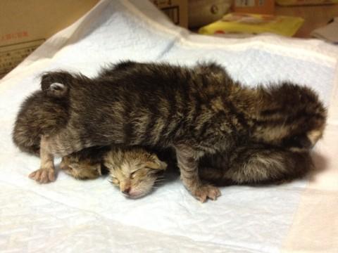 生まれたばかりなようで、まだ目も