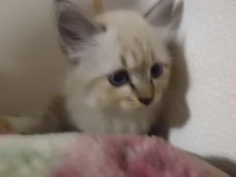 白い毛で、シャムっぽいです。
