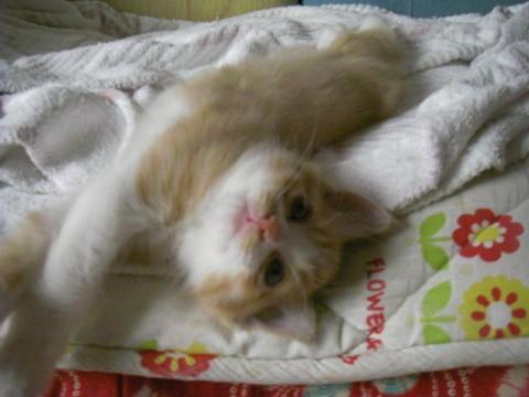 茶トラオス猫
尻尾がとっても短