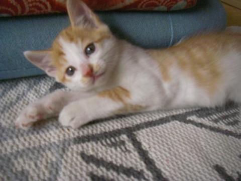 茶トラオス猫です。
尻尾は真直