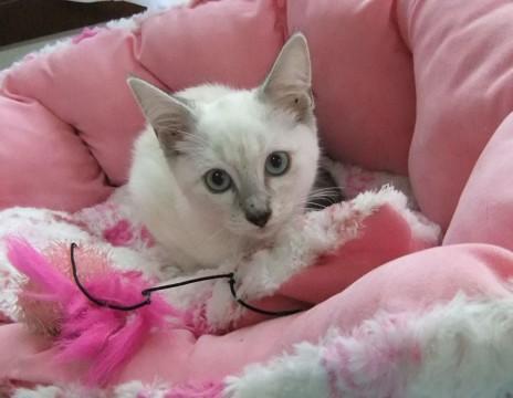 シャム系の毛色
長くて真っ直ぐ