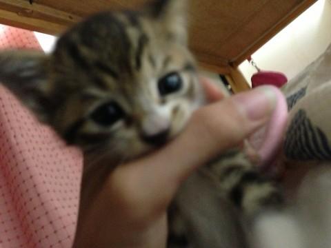 まだまだ幼く、とても小さいです。