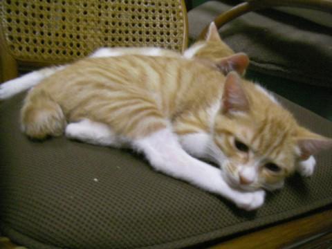 茶トラ足とお腹が白いです。
尻