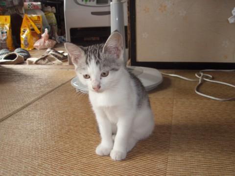 シロクロで、膝の上が大好きです。