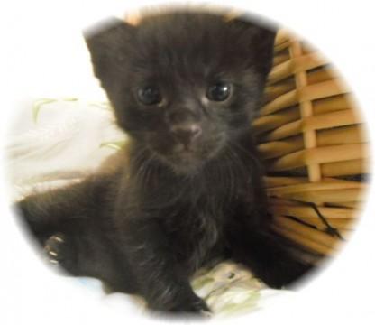 真ん丸なお目目の可愛い子です。（