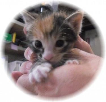 人にも猫にも慣れており、元気の良