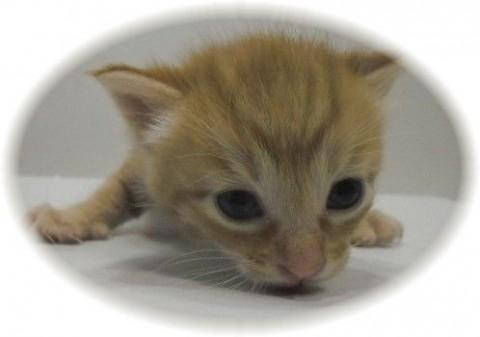 人にも猫にも慣れており、元気の良